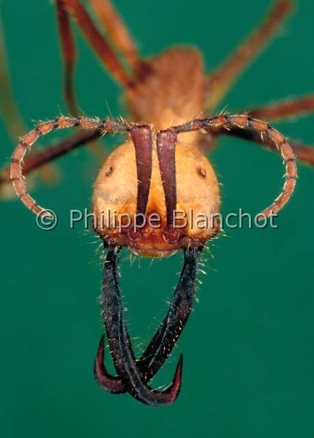 Eciton burchellii soldat.JPG - in "Portraits d'insectes" ed. SeuilEciton burchellii Fourmi legionnaire femelle (soldat)Army antHymenopteraFormicidaeGuyane